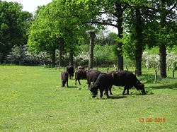 buffelsenbladeren