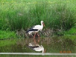 in het water