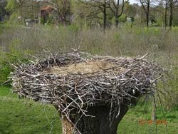 nest