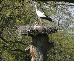 wisselingvandewacht